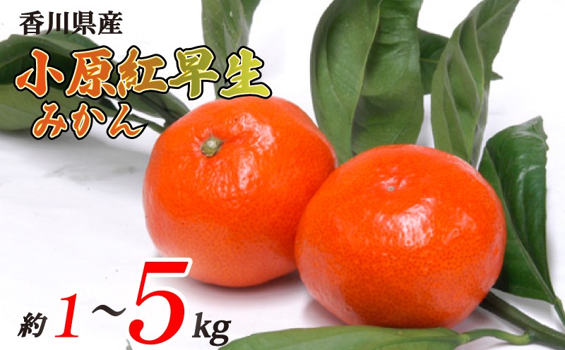 
            小原紅早生みかん 選べる 約1kg~約5kg 常温 先行予約 フルーツ 果物 柑橘 小原紅早生 みかん ふるさと納税みかん 香川県 丸亀市
          