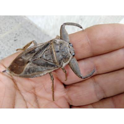 ふるさと納税 上郡町 【栽培期間中農薬不使用】『タガメの里自然米』2025年産「ぴかまる」玄米5kg |  | 02