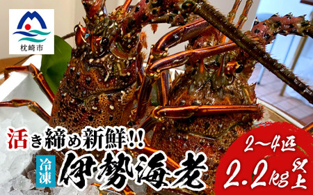 枕崎港水揚げ!　活〆冷凍 【伊勢海老】 2～4匹 計約2.2kg E0-14_魚介・海産物 伊勢海老 エビ いせえび 伊勢エビ_【配送不可地域：離島】【1470872】