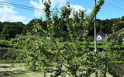 妙義山の麓 自家製あんずジャム、3本セット F21E-424