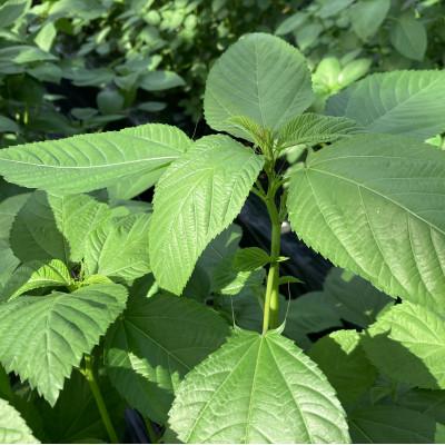 ふるさと納税 唐津市 佐賀県産　冬穫れハウスモロヘイヤ　1kg(100g×10袋) |  | 02