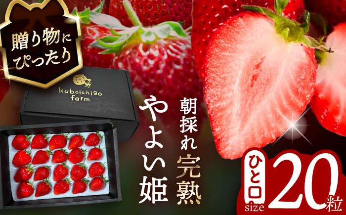 やよい姫 20粒 果物 いちご フルーツ 愛西市 / くぼ苺農園 【配達不可：北海道・沖縄・離島】[AECJ013]