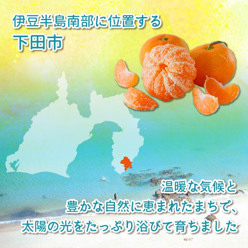 みかん 温州みかん 10kg 先行予約 10月より順次発送 旬 柑橘 蜜柑 ミカン オレンジ orange フルーツ 果物 くだもの 温州 国産 季節限定 産地直送 静岡県産 横山商店 静岡県 伊豆 下田 下田市
