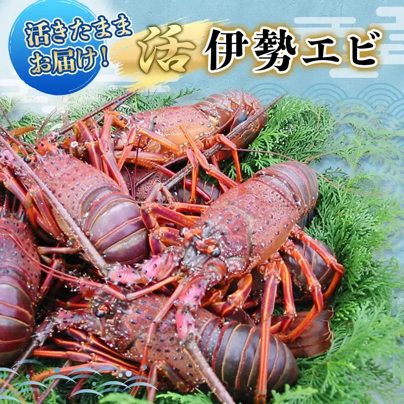 伊勢海老 活き 4〜8匹 刺身 海鮮 10月から5月 伊勢海老