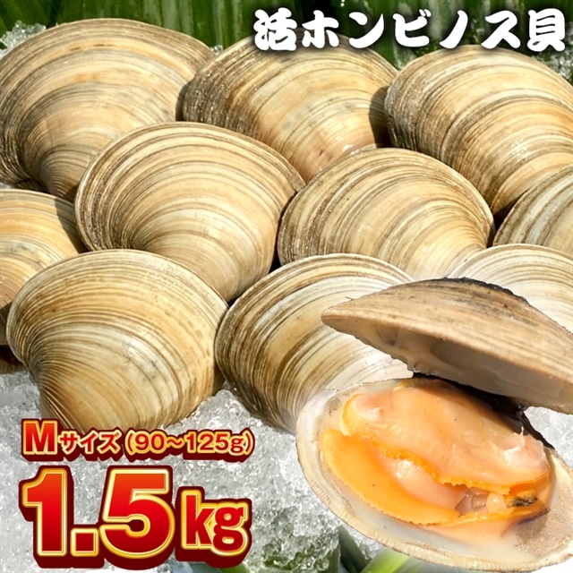 BK-6Mcz 漁師直送！活ホンビノス貝1.5kg（Mサイズ）
