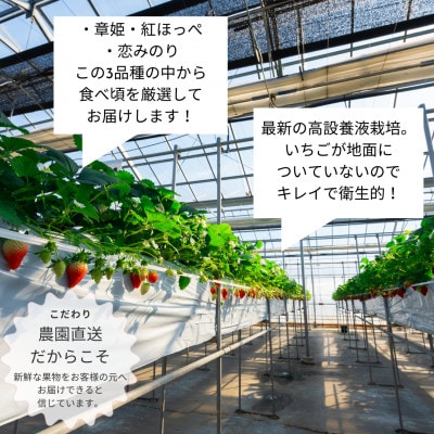 【2026年配送】朝採り!農園直送!化粧箱入りいちご15個入り×2箱(1～2品種)【配送不可地域：離島・沖縄県】
