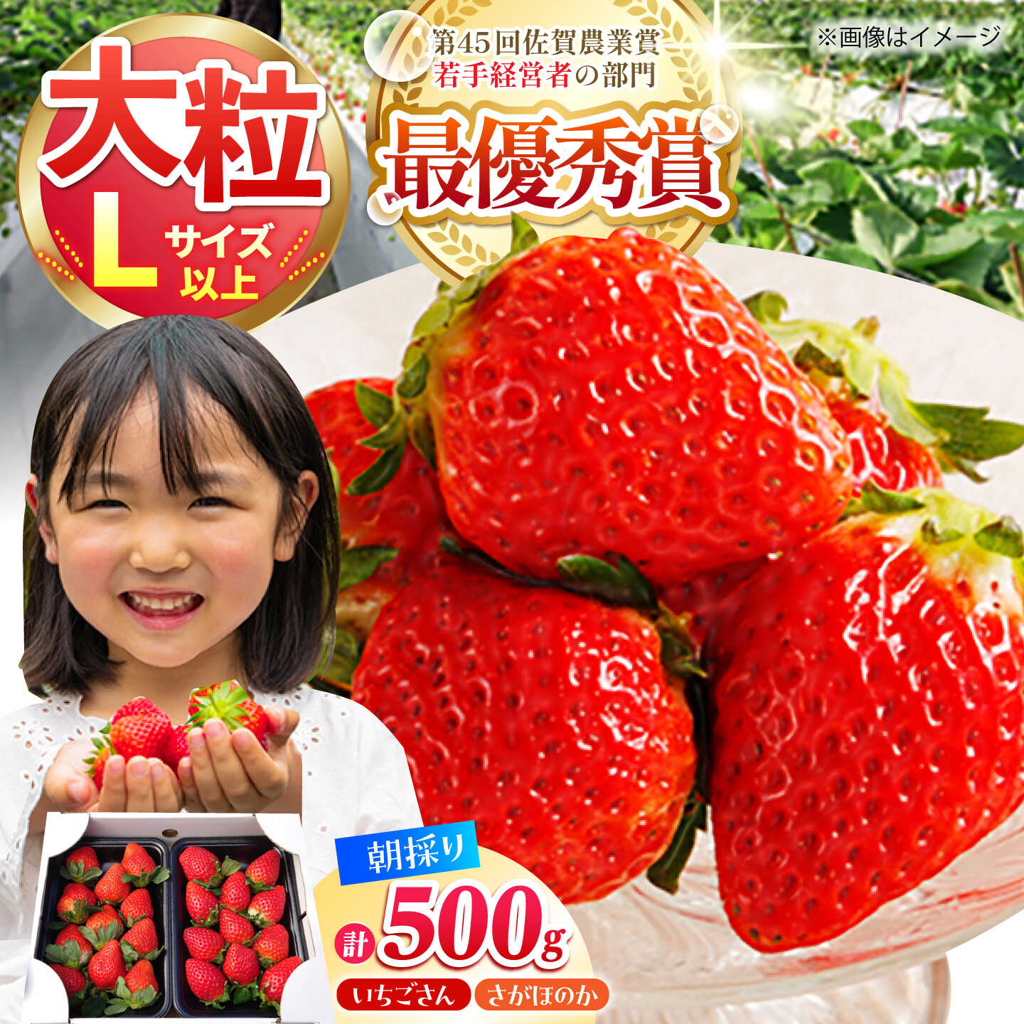 【ふるさと納税】【12〜4月発送】農園直送 いちご「いちごさん・さがほのか」500g（約250g×2パック）【むらおか農園】 [HAF032] / いちご 苺 イチゴ 食品 フルーツ 果物 くだもの いちごさん さがほのか ブランド 送料無料 先行予約 佐賀県 江北町 8000 8000円