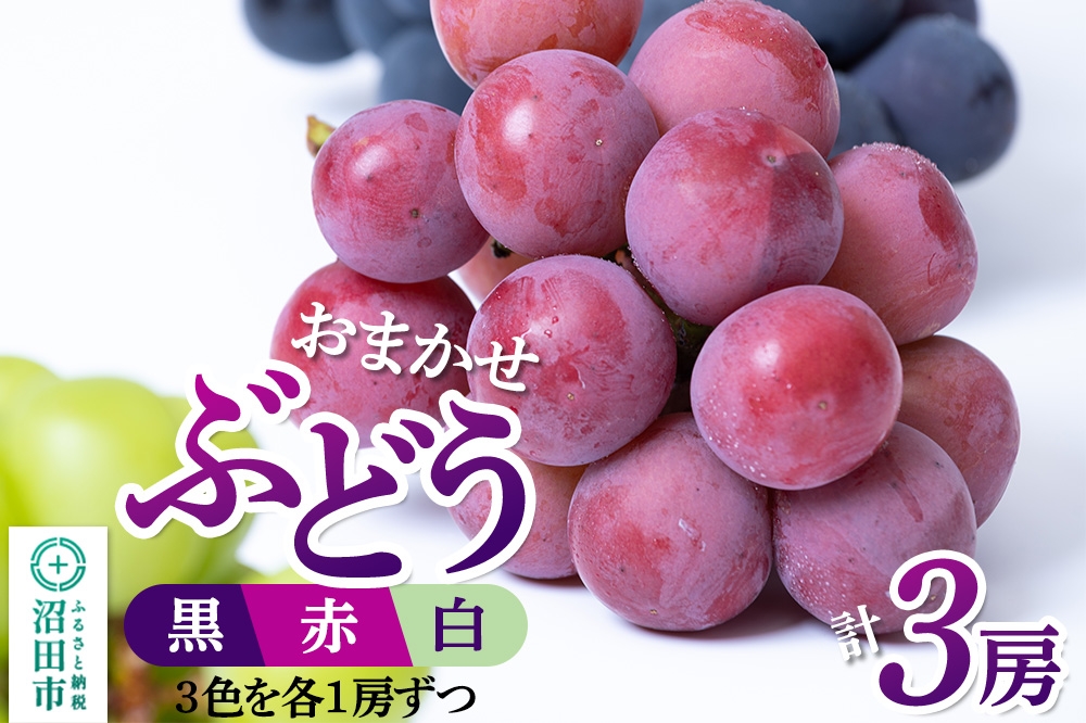 
                  沼田市産 ぶどう 3房セット（黒・赤・白／各1房ずつ）ぶどう農園 ラ・テール [葡萄 ぶどう ブドウ]
                