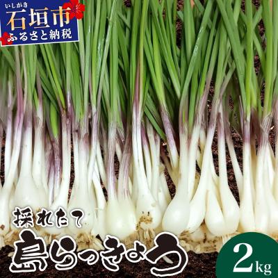 ふるさと納税 石垣市 ≪2026年2月下旬〜5月下旬発送≫採れたて島らっきょう 2kg