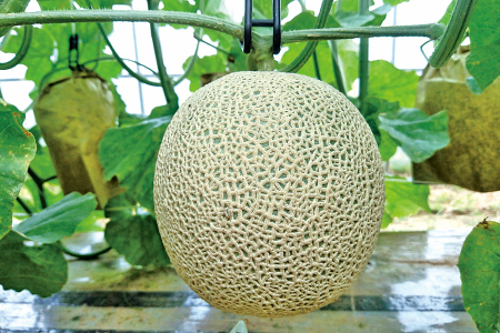 メロン／果物系　【数量限定】京都丹後産 セリーヌメロン 1玉入り（2026年7月～発送）　フルーツ・メロン1玉・果物・ブランドメロン・メロン