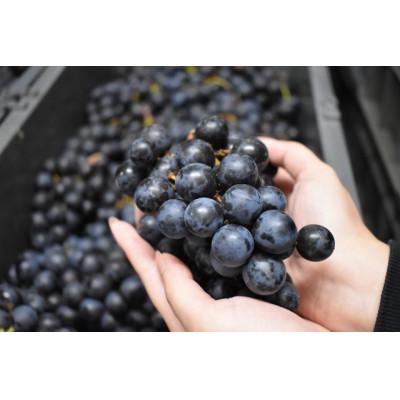 ふるさと納税 大鰐町 【青森のワイナリー サンマモルワイナリー】津軽ワイン赤&白&ロゼ・ビーフシチューセット |  | 03