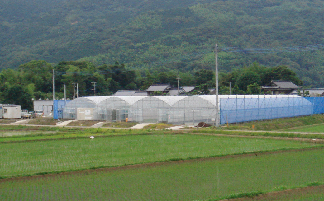 白川米(夢つくし) 玄米 5kg 玄米 精米