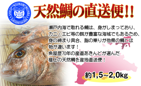 【朝獲れ直送便】瀬戸内海産の天然鯛を丸ごと1匹 大サイズ 下処理なし