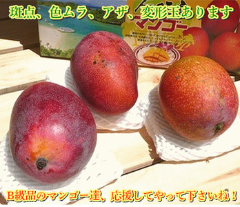 【予約受付】石垣島産 《訳あり・ご自宅用マンゴー》 約2kg エコ箱入り(3～6個入り) 2025年6月中旬～順次発送 SI-30-2