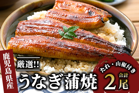 鹿児島産厳選うなぎ蒲焼セット 2尾(指宿屋/022-1313) うなぎ 国産 鰻 蒲焼 セット 丑の日 うなぎ かば焼き 土用丑の日  蒲焼き 鹿児島 指宿市 いぶすき 鰻 蒲焼 真空パック