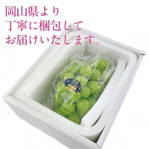 [HS]9月・10月発送 シャインマスカット 晴王 1房 約550g ｜ シャインマスカット