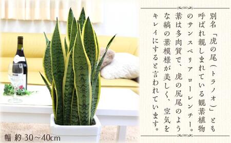 【2024年3月下旬発送】サンスベリア 7号 ホワイト陶器鉢 Gタイプ 高さ:約70～ 90cm 土の表面：ウッドチップ 【観葉植物 インテリア 部屋 おしゃれ 植物 鉢付 観葉植物 インテリア 観葉