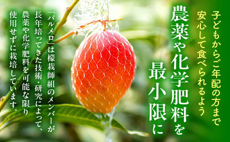《2026年発送先行予約》【期間・数量限定】宮崎県産希少種マンゴーパルメロ　計576g以上　1玉入り 希少種 マンゴー 完熟マンゴー 