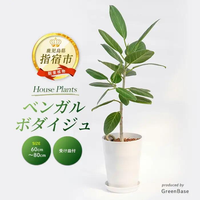 観葉植物 ベンガルボダイジュ フィッカス ベンガレンシス 60cm～80cm Green Base IB003-047 観葉植物 観葉植物