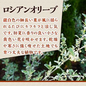 植木　ロシアンオリーブ　1.6ｍ