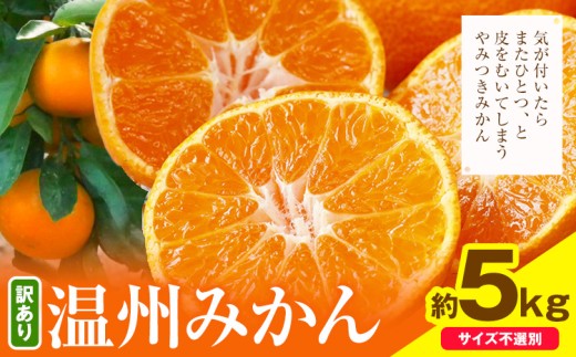 日高川町産温州みかん ご家庭用 約5kg とね農園《2026年11月中旬-12月末頃出荷》 和歌山県 日高川町 旬 新鮮 果物 柑橘 フルーツ 国産 送料無料 ミカン みかん