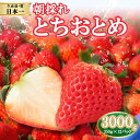 【ふるさと納税】【先行予約】朝採れのいちご とちおとめ 3000g | 朝摘み とちおとめ いちご 苺 イチゴ ストロベリー 大きい 美味しい 果汁 甘い あまい 250g×12パック 人気 栃木県 真岡市 旬 送料無料