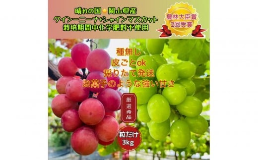 ぶどう 2026年 クイーンニーナ シャインマスカット 厳選 秀品 粒だけ 約3kg 農林大臣賞受賞  家庭用 ギフト 贈答用 贈り物 岡山 果物 フルーツ  採りたて発送 農家直送 数量限定 新鮮