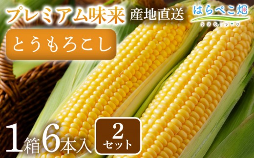 【感動の甘さ】とうもろこしプレミアム味来  6本入り／2箱・H075-18