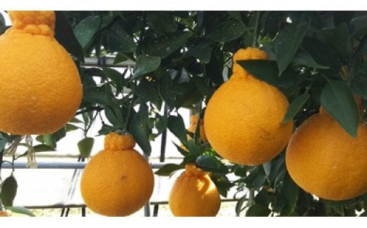 
            68-51　進栄　ハウス栽培の木成り完熟不知火　約4kg
          