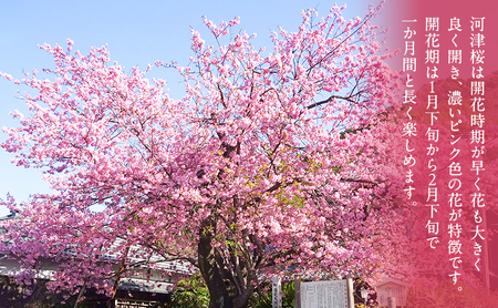 苗 河津桜 苗木 120cm前後 桜 花 植物 カンヒザクラ ハヤザキシマサクラ 河津川 ピンク 河津町 静岡県
