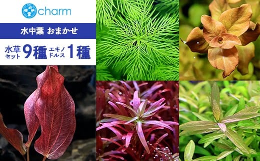 
            おまかせ水草セット9種（水中葉）＆おまかせエキノドルス1種（水中葉）1株 ※北海道・沖縄・離島への配送不可
          
