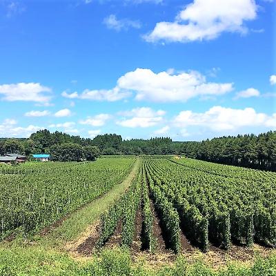 ふるさと納税 南部町 青森県産長いも　サクサク長いも　1,200g(100g×12P)食べ切りサイズ |  | 01