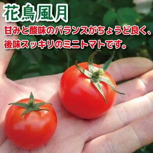 【2027年5月発送】 ミニトマト 花鳥風月 国産 1kg ミニトマト