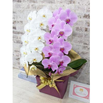 ふるさと納税 山口市 【☆新機能☆ZERO胡蝶蘭】　紅白胡蝶蘭　2本立て*白・ピンク*(大輪)　B098 |  | 02