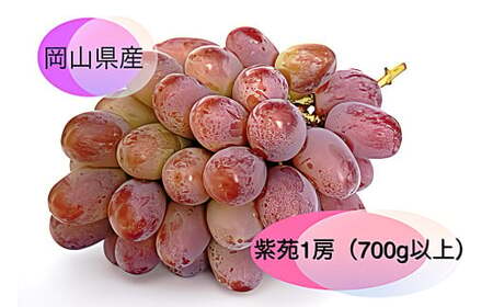 紫苑 1房（700g以上） 化粧箱入り 【2025年10月下旬～11月下旬迄発送予定】 葡萄 ブドウ ぶどう フルーツ 果物 ギフト 国産 岡山県産