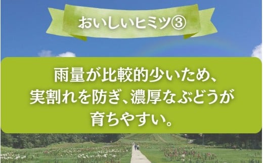 【2026年先行予約】＜お試し＞岡山県産 シャインマスカット ２kg以上 (3~5房)【fsfm009-01】
