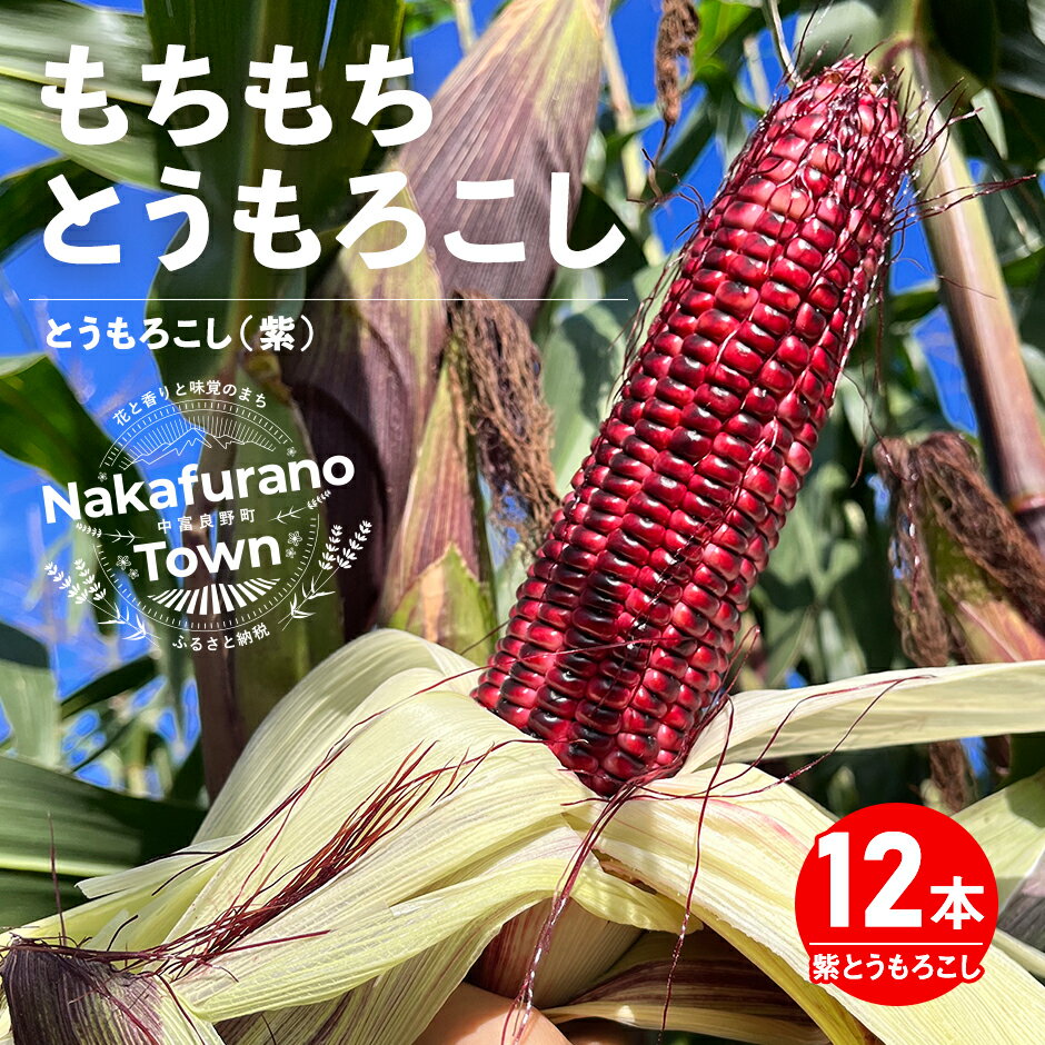 【ふるさと納税】【2026年発送】もちもちトウモロコシ紫　12本　中富良野産