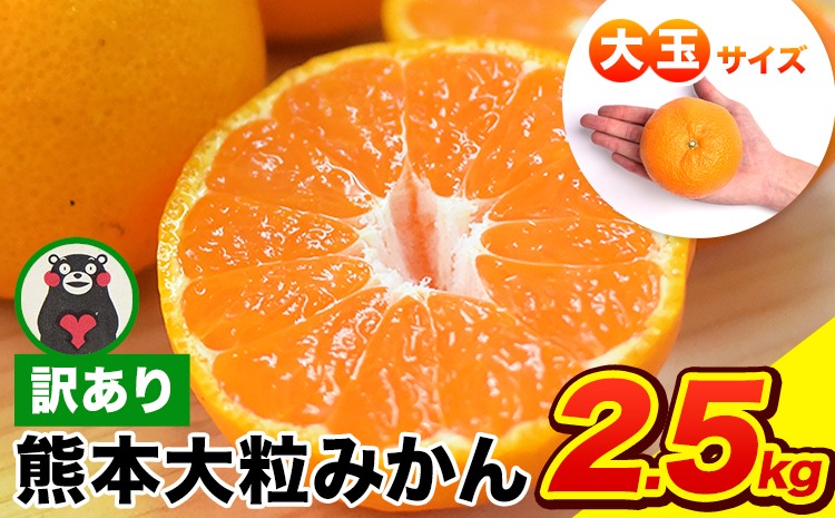 ご家庭用 熊本 大粒みかん 約2.5kg (3L～5Lサイズ)大玉 みかん 先行予約 熊本 ちょっと 訳あり 傷 たっぷり 熊本県産 熊本県 期間限定 フルーツ 旬 柑橘 長洲町 大粒みかん《2026年1月中旬-2月末頃出荷》---fn_notbmkn_bc1_r7_5000_2500g---