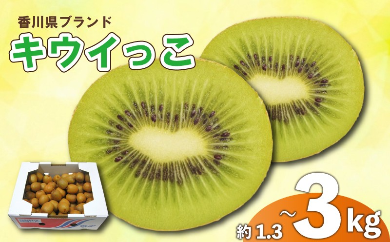 
            先行予約 キウイ 約1.3kg 約2kg 約3kg キウイフルーツ サイズ混合 さぬきキウイっこ 果物 果実 フルーツ 旬 デザート 選べる 容量 11月上旬～12月下旬 配送 家庭用 贈答用 ギフト プレゼント 香川県 丸亀市
          
