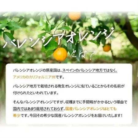 【2026年6月下旬頃発送】秀品　希少な国産バレンシアオレンジ　5kg【日高町】【配送不可地域：離島】【1216979】