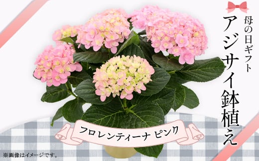 614【母の日ギフト】アジサイ鉢植え（品種：フロレンティーナピンク） 母の日 感謝 プレゼント