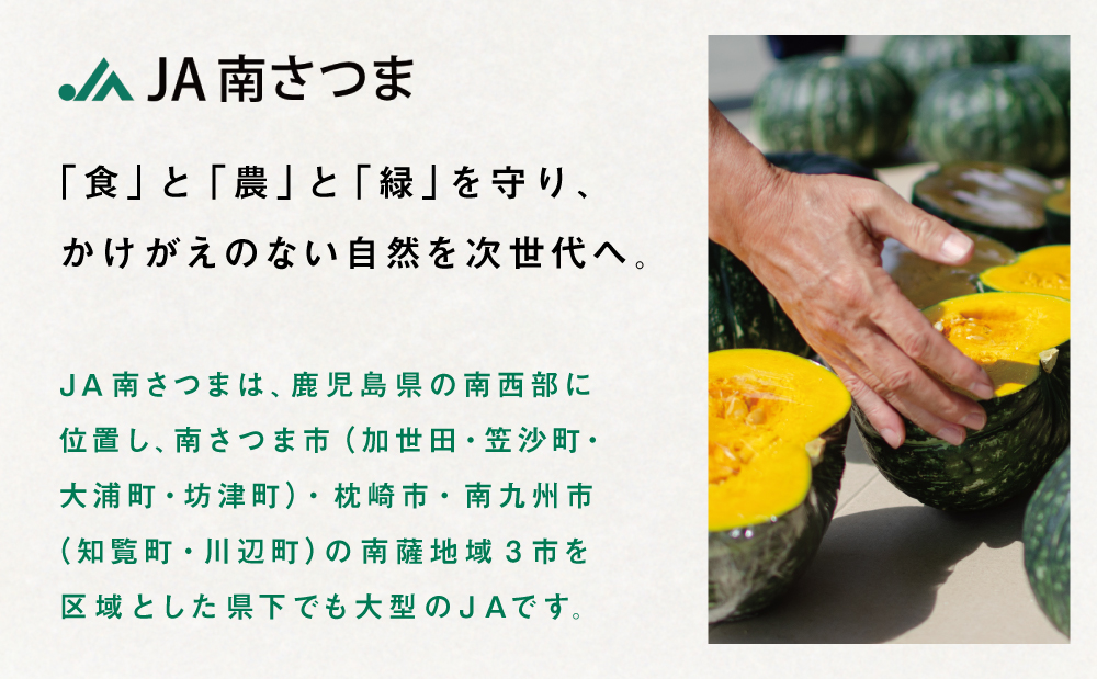◆5月出荷開始◆【かごしまブランド】加世田のかぼちゃ 4個 ［春出荷］ 4個 野菜 カボチャ 常温 鹿児島県産 南さつま市