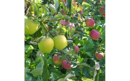 【100箱限定】 10月から発送 米崎りんご 2品種以上食べ比べBOX 5kg りんご