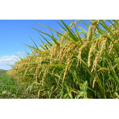 ふるさと納税 長野県 白米10kg(5kg×2袋)コシヒカリ【 栽培期間中低農薬 】令和7年産 新米 長野県東御市産 |  | 02