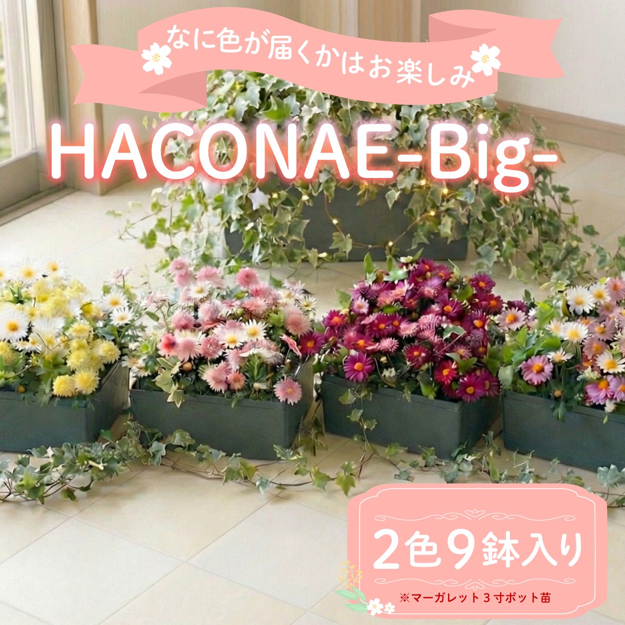 
                   HACONAE Big マーガレット お花 プレゼント 贈答用 お祝い ギフト 箱根洋ラン園 静岡県 三島市
                