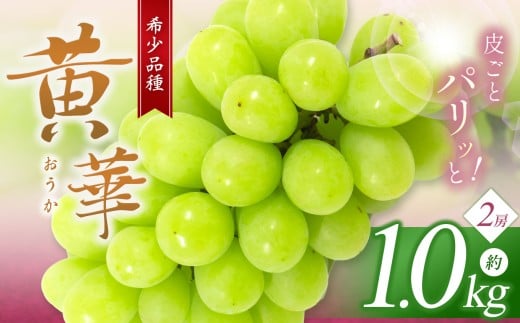 【先行受付：2026年発送】松本生まれの品種 ぶどう 黄華 (おうか) 2房 約1kg｜黄華 長野県 信州 松本市 松本原産 松本発祥 果物 ぶどう マスカット フルーツ ブドウ  甘い 葡萄 種無し 新鮮 信州産 先行予約 シャインマスカット