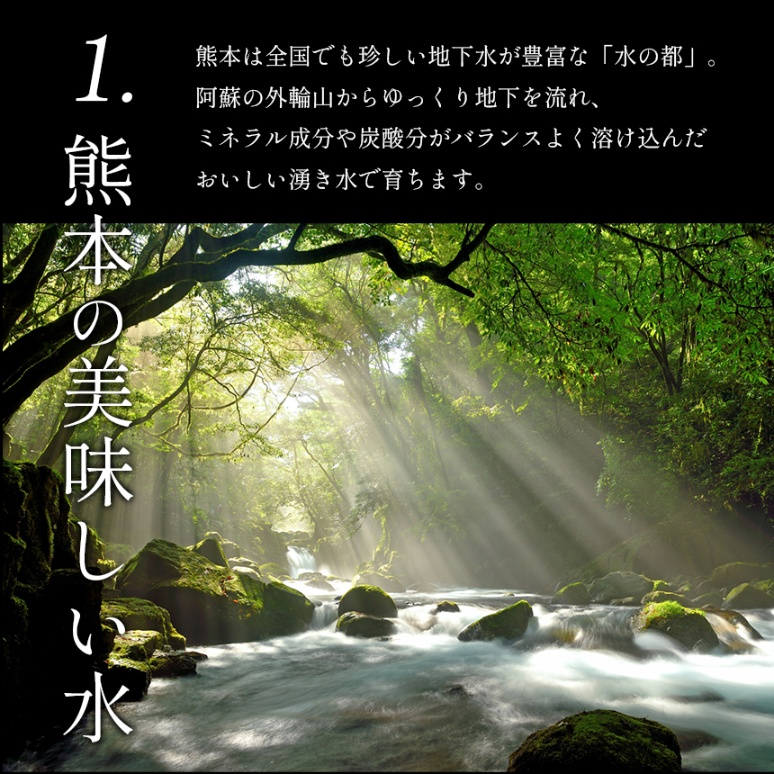 『大家ファーム』のミニトマト アイコ 3.5kg 熊本県玉名
