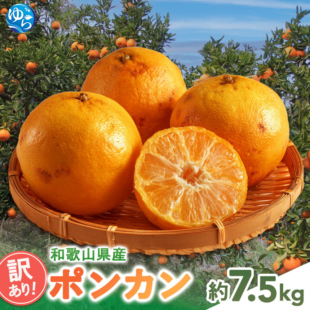 【ふるさと納税】＼来シーズン先行予約／訳あり 和歌山県産ポンカン（サイズおまかせ）約7.5kg 【2026年1月下旬から順次発送予定 】※北海道・沖縄・離島配送不可 / ぽんかん 柑橘 フルーツ 果物 くだもの 期間限定 人気 由良町 おすすめ 産地直送 和歌山