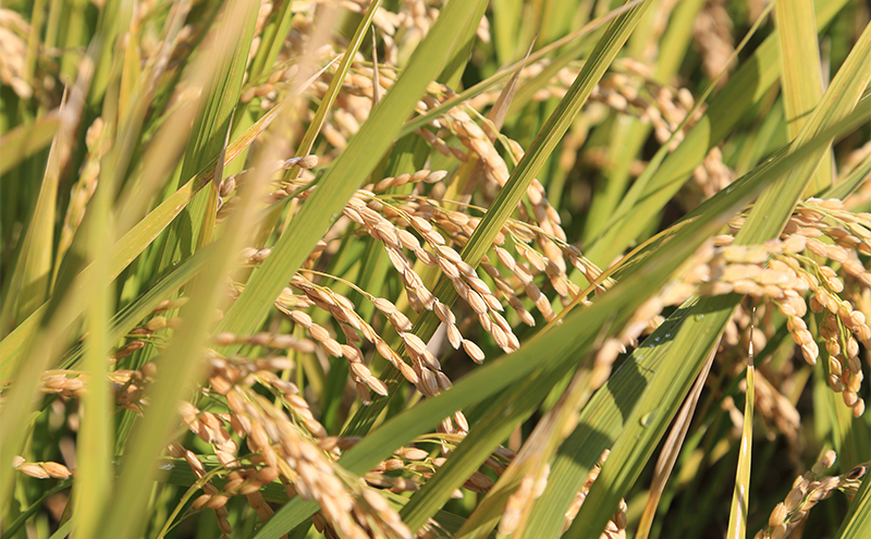 【お米の定期便】兵庫県小野市産 ヒノヒカリ 5kg（精米）6か月連続でお届け　米 コメ こめ ごはん 白米 精米 ひのひかり 定期 6か月兵庫県 小野市