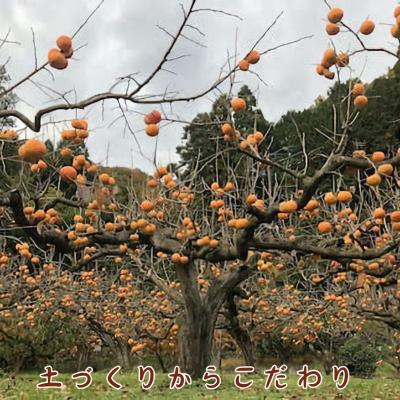 ふるさと納税 八頭町 樹齢100年の古木から採れる花御所柿(2.5kg) |  | 01